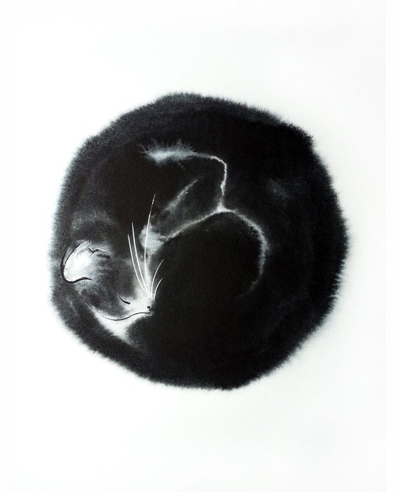 Black cat curled up in a ball