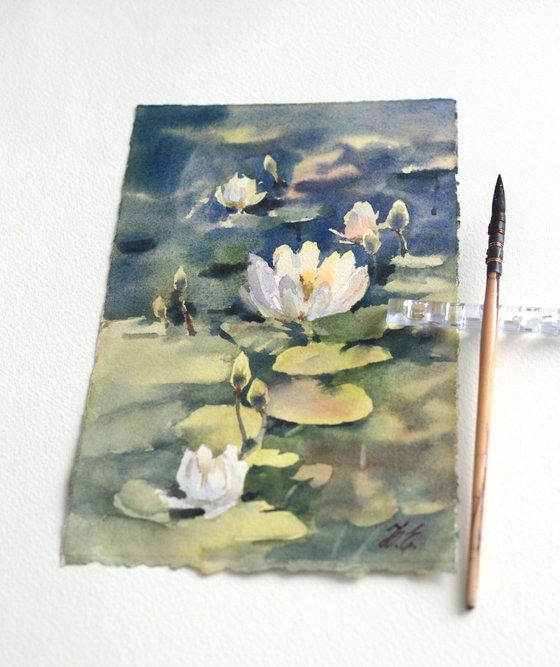 Water lilies in the pond, White flowers and green leaves