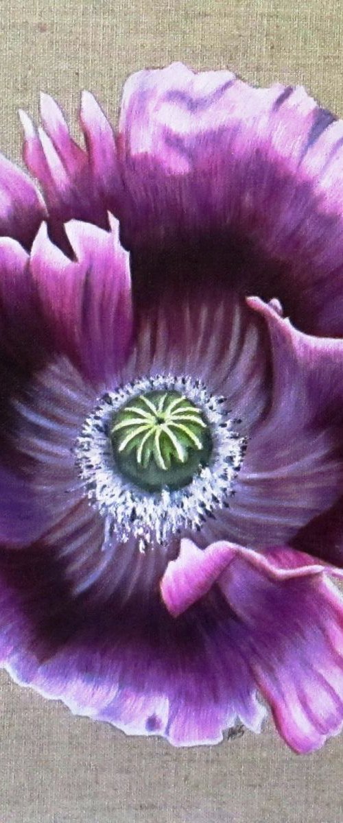 Purple Poppy 2 by Angela Stanbridge