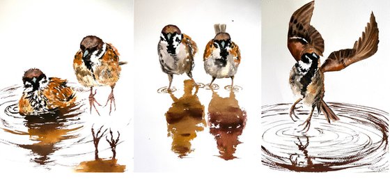 A Pair of sparrows Wild birds