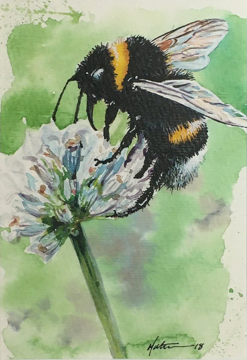 Bee on Agapanthus by Matt Buckett