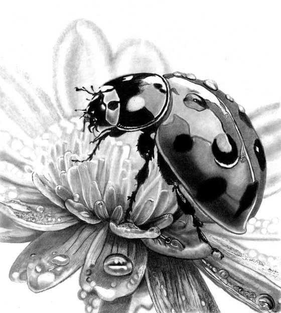 Ladybird