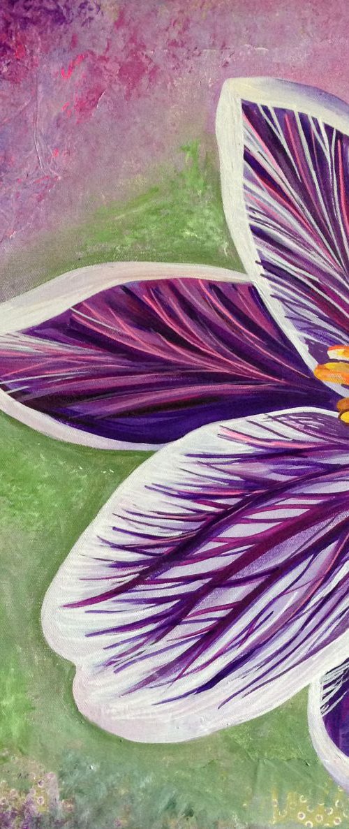 Close Up Crocus by Tiffany Budd