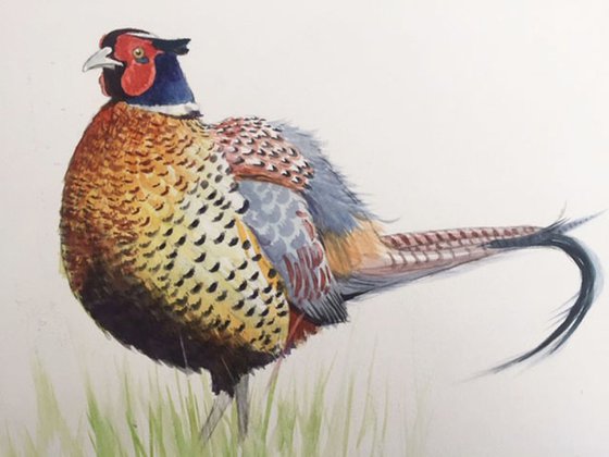 Scottish pheasant