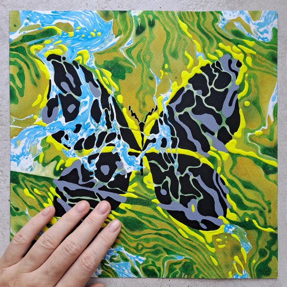 Butterfly «Black Velvet»