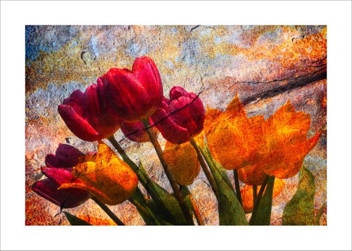 Stone Tulips by Martin  Fry