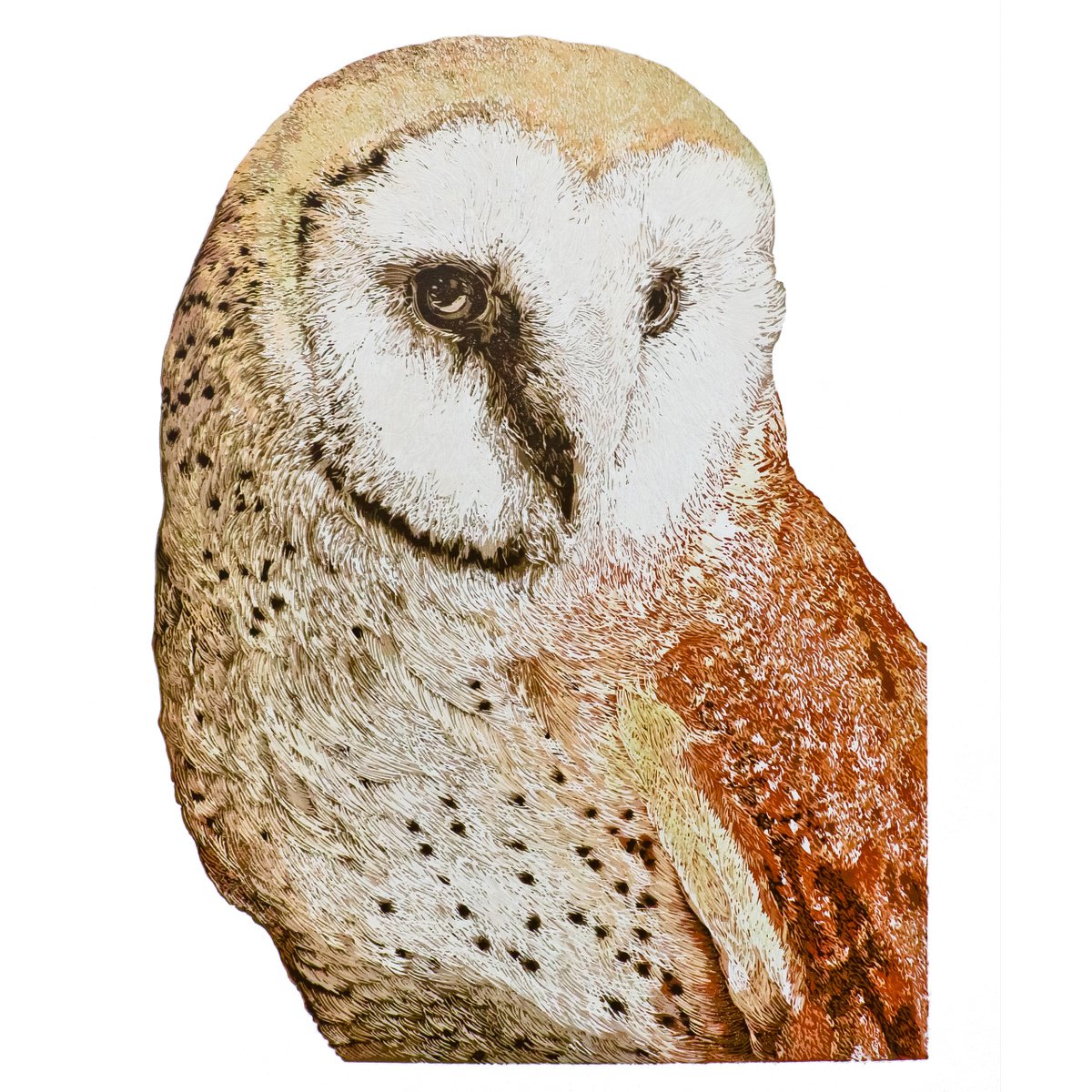 Barn Owl by Wayne Longhurst