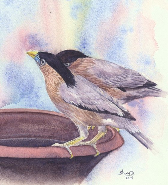 Indian Mynas
