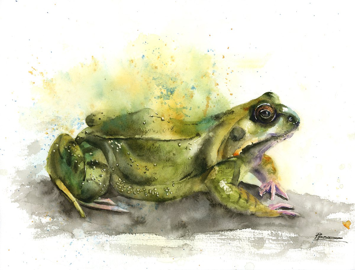 Frog - Original Watercolor Painting by Olga Shefranov (Tchefranova)