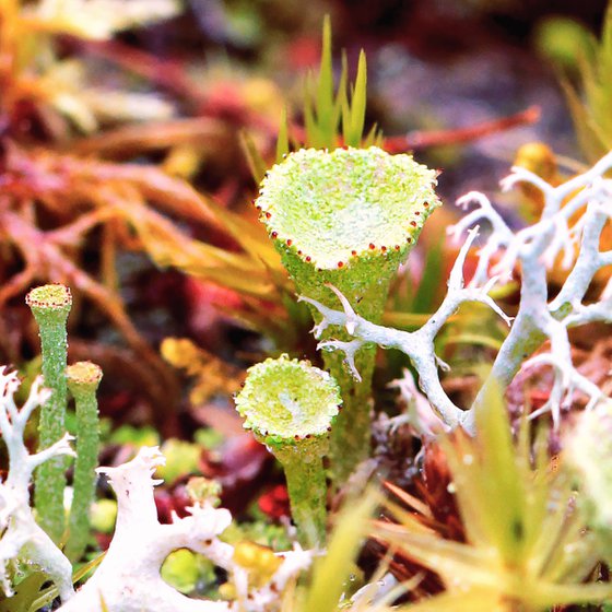 Forest mossy wonderland