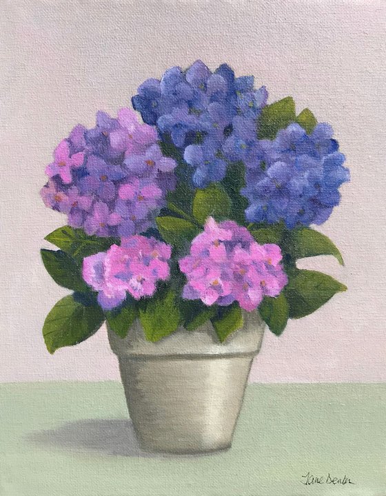 Potted hydrangea