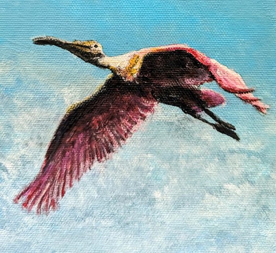 3 Roseate Spoonbill