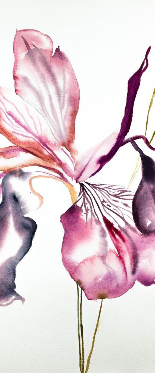 Iris No. 88 by Elizabeth Becker