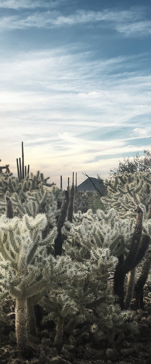 Cholla, Morning Light by Heike Bohnstengel