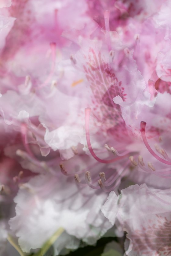 Pink 3