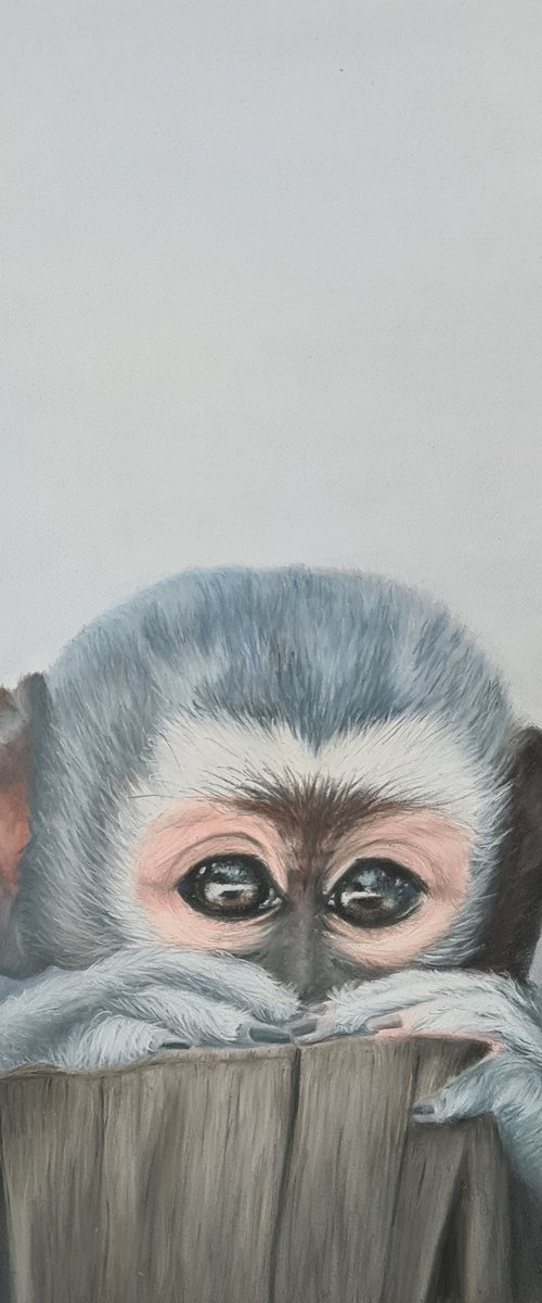 Baby monkey by Denise Martens