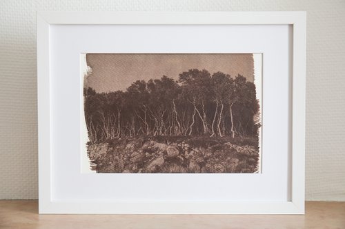 Solovki forest by Georgii Vinogradov
