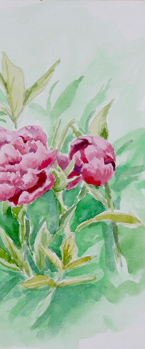 Peonies by Krystyna Szczepanowski