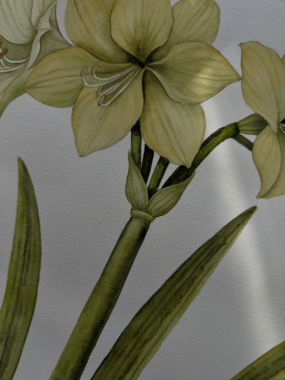 Yellow Amaryllis