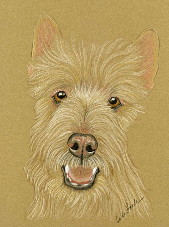 Wheaton Scottish Terrier Pet Dog Art Original Drawing-Carla Smale