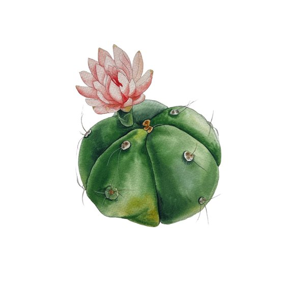 Cactus with a red flower. A series of original watercolour artwork.