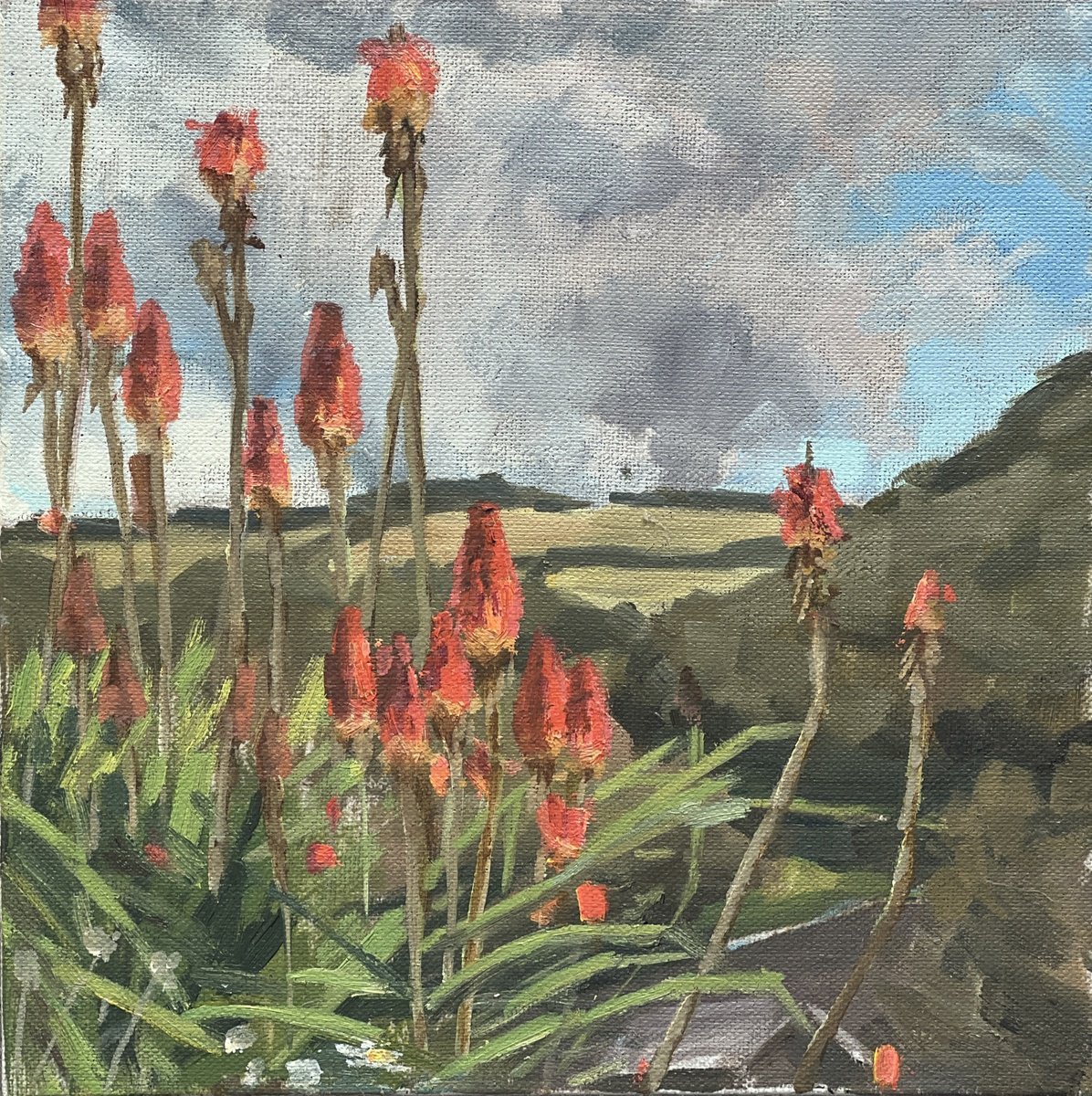 Cornish red hot pokers by Louise Gillard