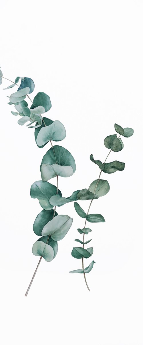 Eucalyptus family. by Nataliia Kupchyk