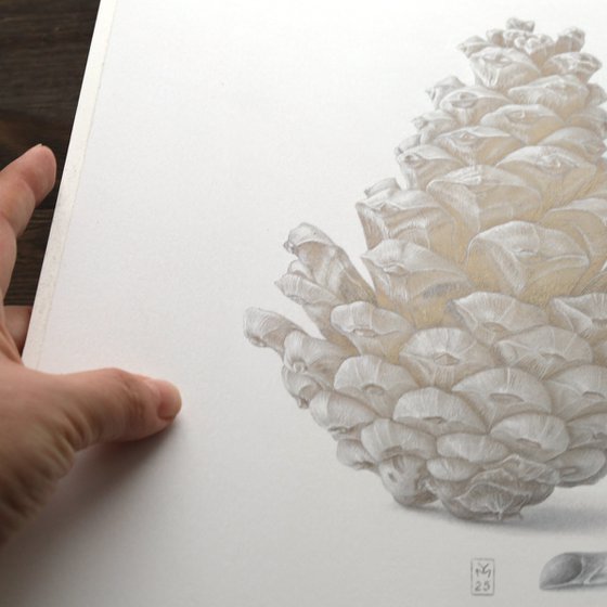 Pine Cone Silverpoint