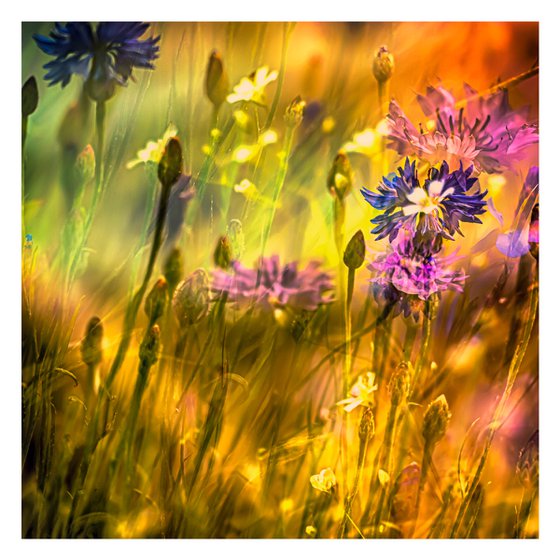 Summer Meadows #5. Limited Edition 1/25 12x12 inch Abstract Photographic Print.