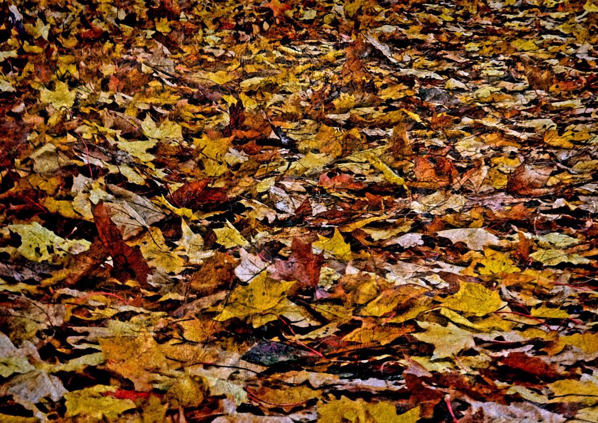 Autumn Leaves - Hahnemuhle Photo Rag by Sandra Roeken