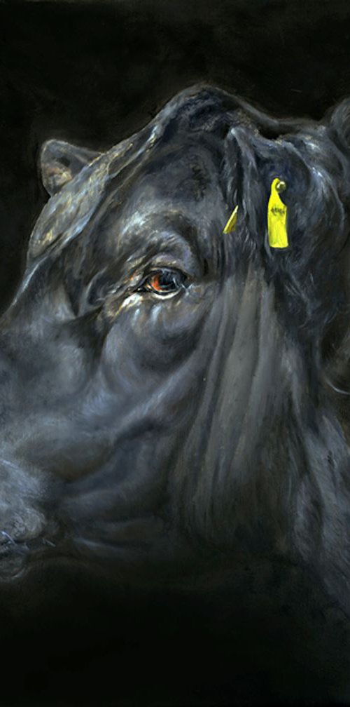 Aberdeen Angus bull head by Una Hurst