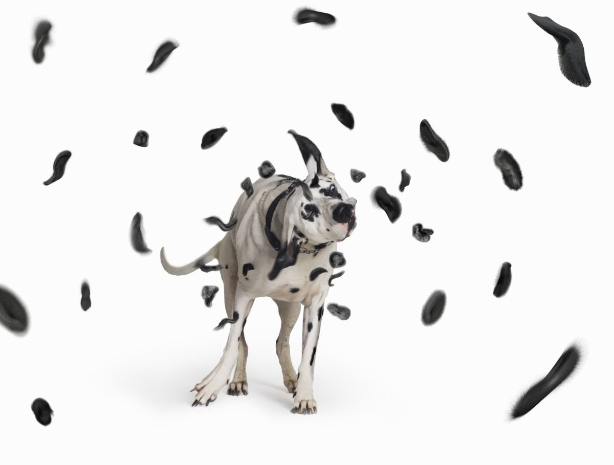 Photorealistic Animal Photograph By Gandee Vasan, 23 X 17, Shake, Original Artwork