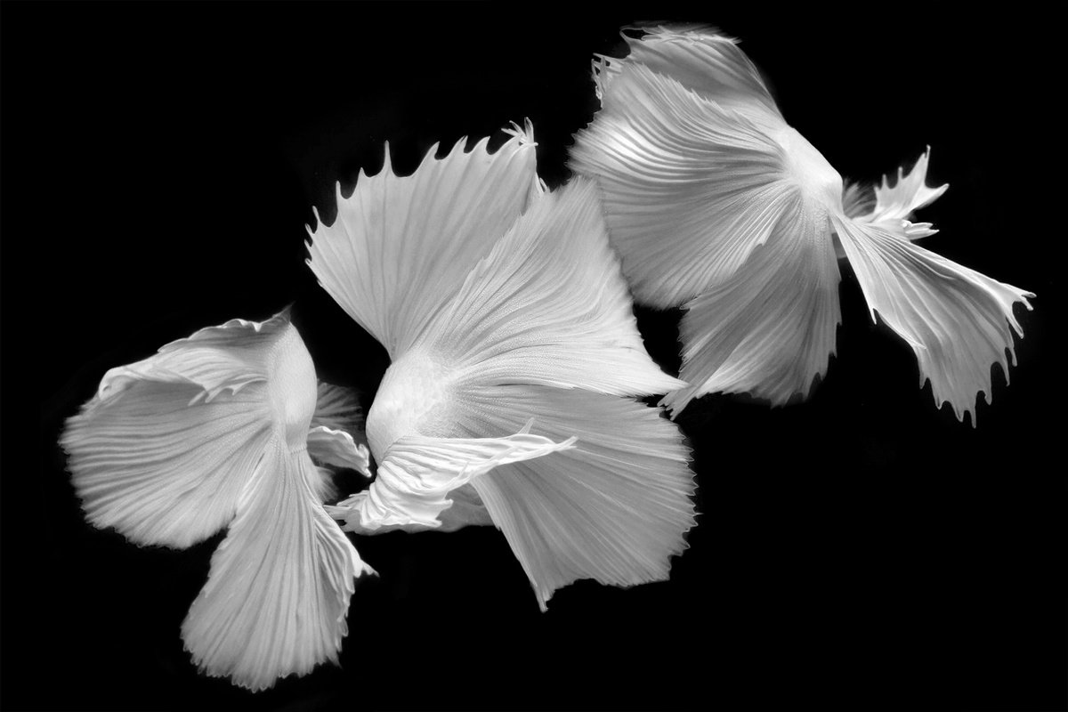 Photorealistic Animal Photograph By Michael Filonow, 38 X 26", Betta Bw 44, Original Artwork