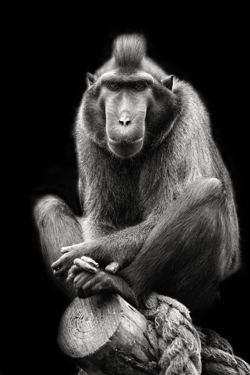 Photorealistic Photograph , Sulawesi Black Crested Macaque By Paul Nash, 16 X 24, Artwork For Sale On Artfinder