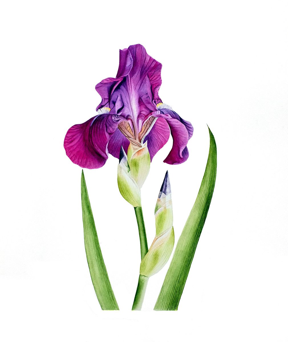 Purple iris by Maiia Axton