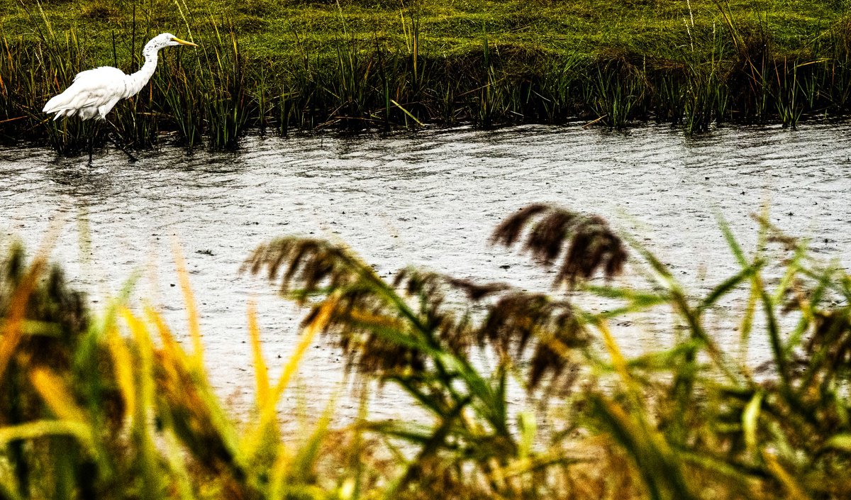 Animal Photograph By David Huntzinger, 30 X 17, Egret By The Waterside, Original Artwork