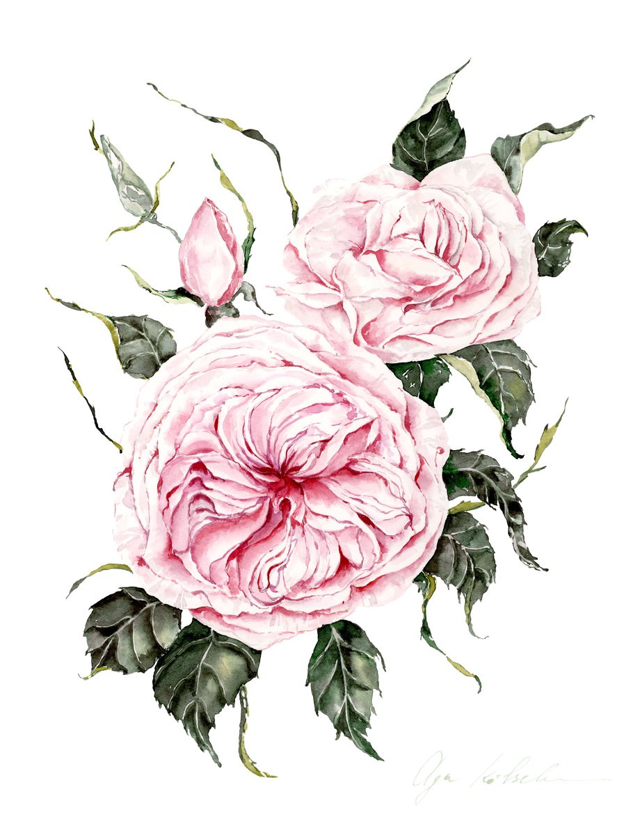 English roses by Olga Koelsch