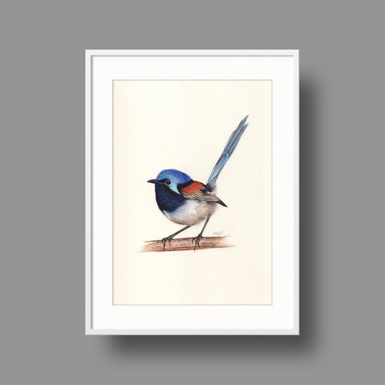 Red-winged Fairywren