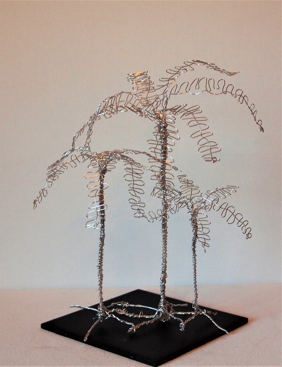 Silver tree, 3 Palm's