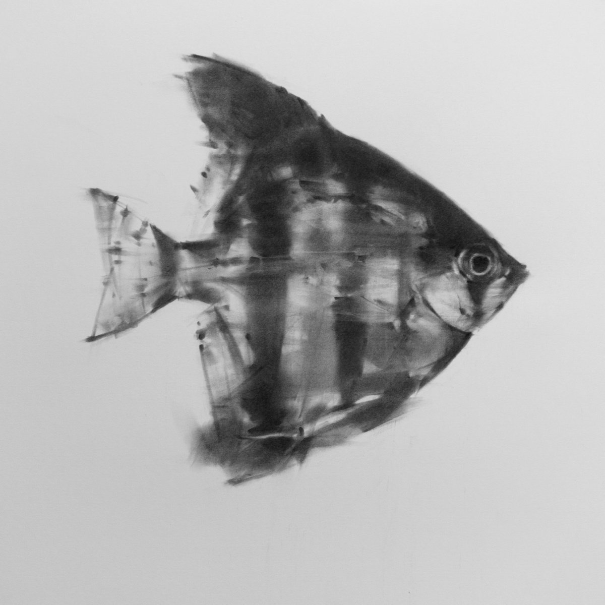 Angelfish by Tianyin Wang