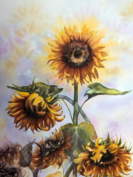 Sunflowers life cycle