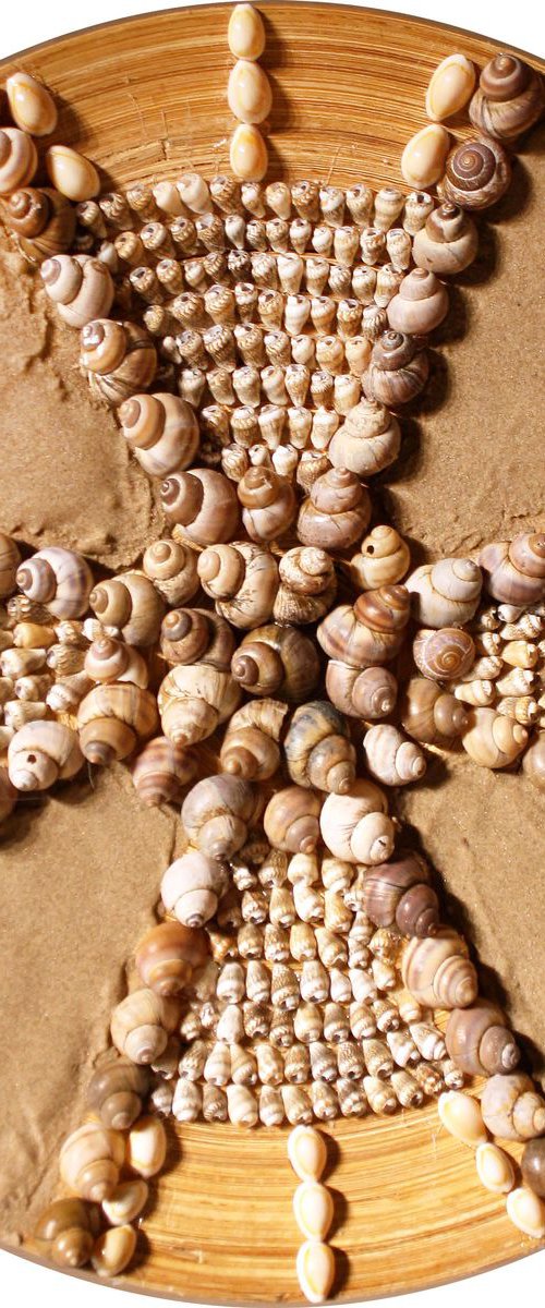 Composition of shells by Salana Art Gallery