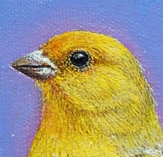 The Canary Bird