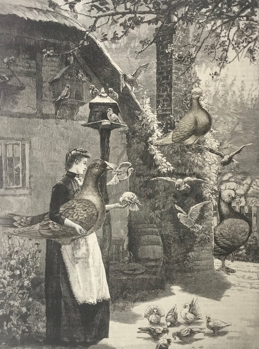 Pigeon Feeding by Tudor Evans