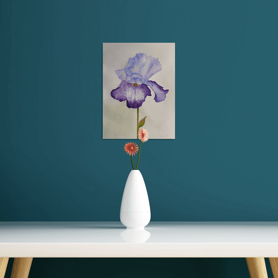 Purple iris in watercolours