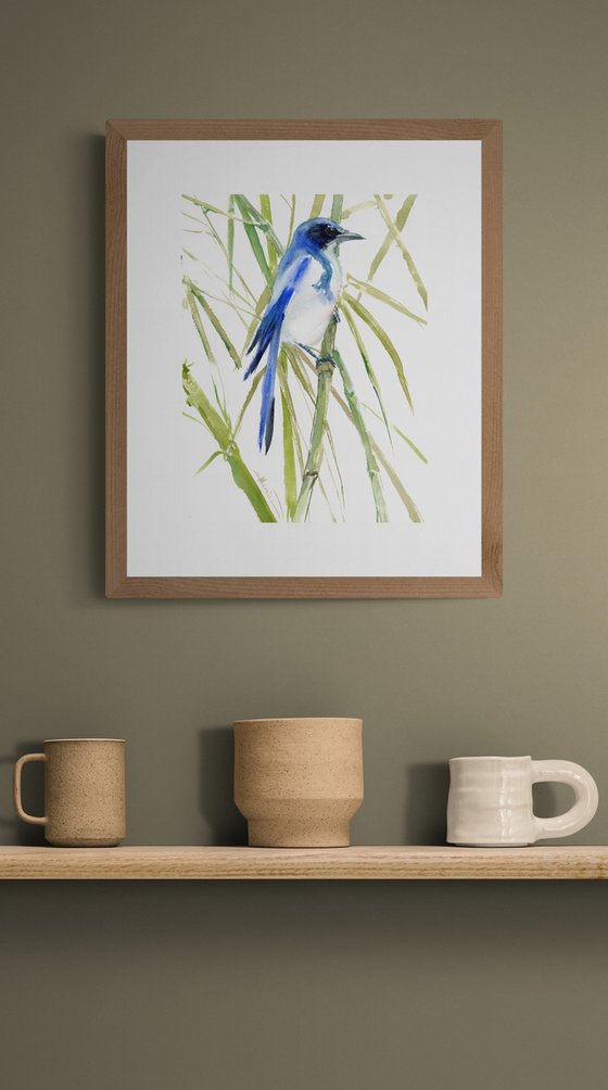 Florida Scrub Jay