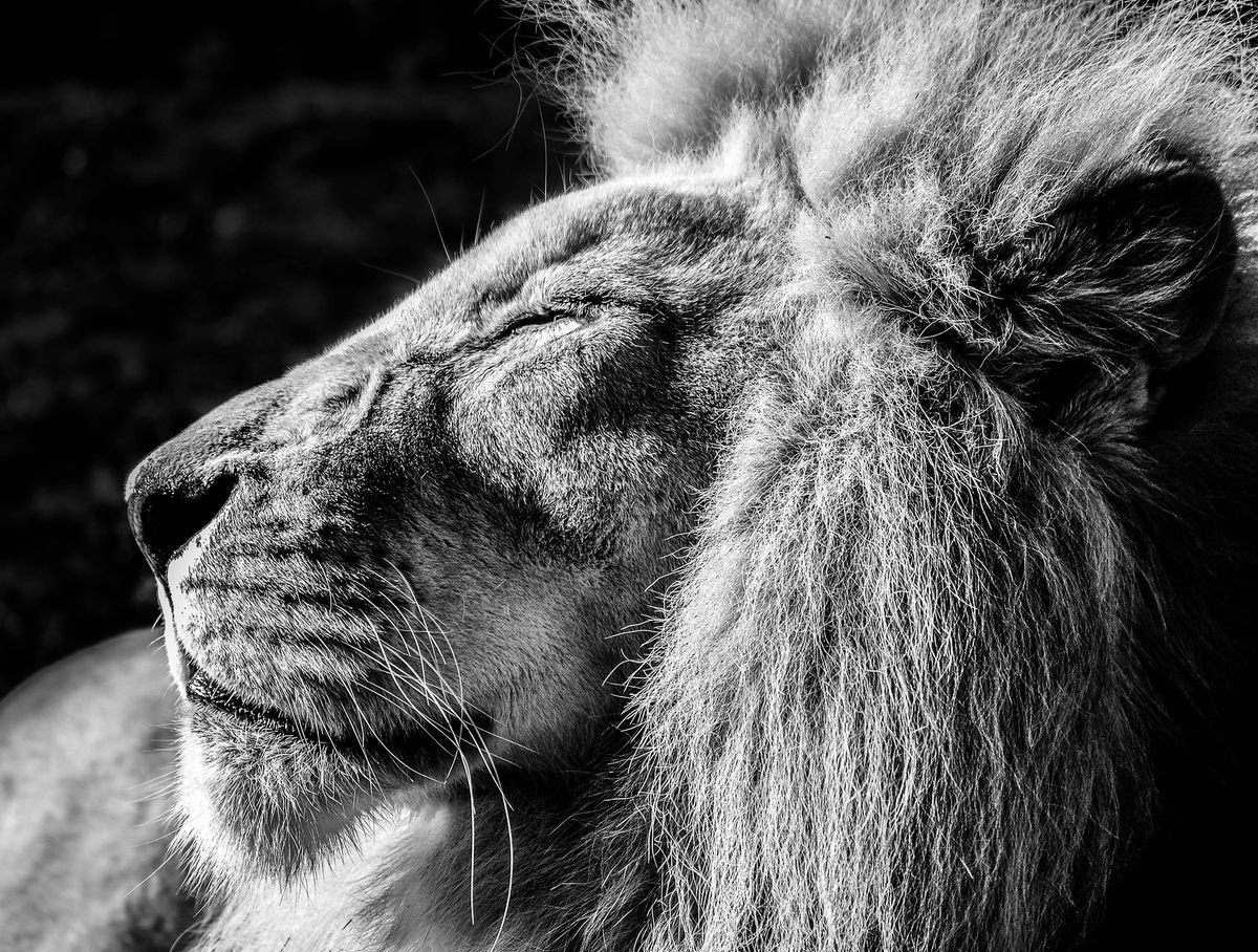 Lion King 1/10 by Jure Kralj