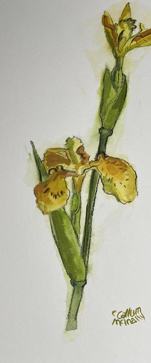 Yellow Flag Iris by Christine Callum McInally