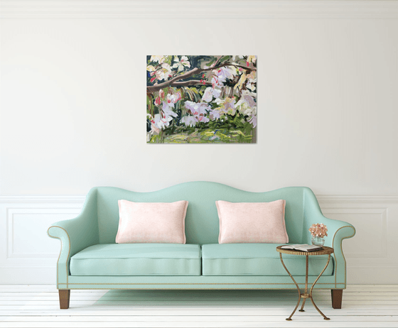 Cherry Blossoms