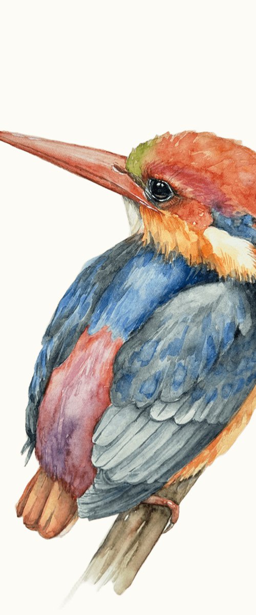 Black backed Kingfisher. Watercolor bird. by Oksana Shvachka